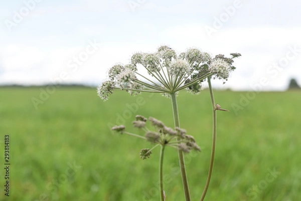 Fototapeta White flower in the form of an umbrella on a background of green field