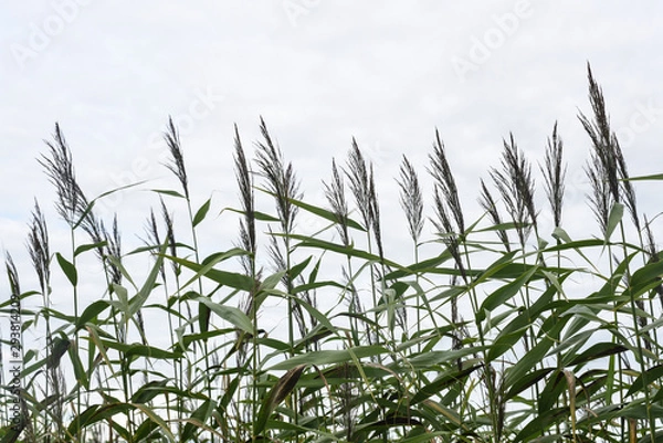 Fototapeta Reeds of the reeds sway in the wind