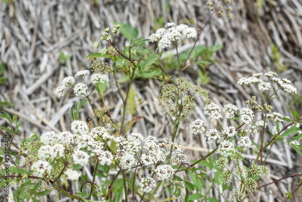 Fototapeta White flower on a background of dry cane stalks