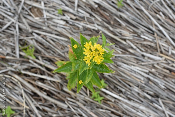 Fototapeta Yellow flower on a background of dry cane stalks