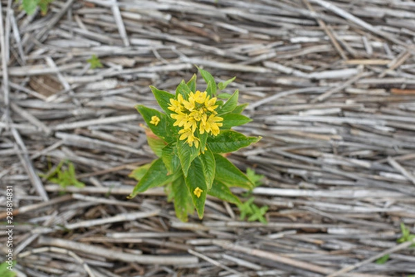 Fototapeta Yellow flower on a background of dry cane stalks