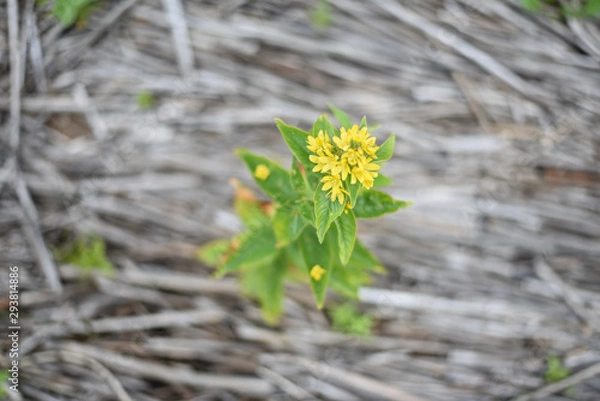Fototapeta Yellow flower on a background of dry cane stalks