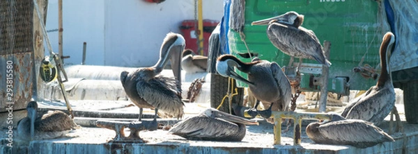 Obraz Los Angeles Albatross