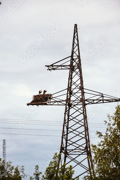 Fototapeta Power lines, stork nest, birds