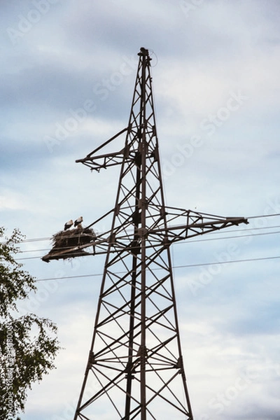 Fototapeta Power lines, stork nest, birds