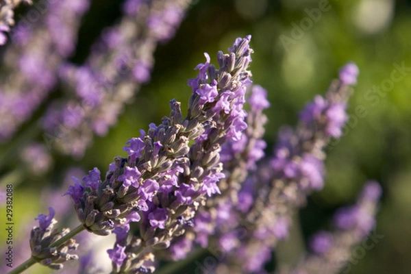 Fototapeta Lavendel