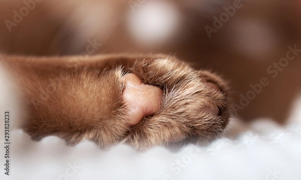 Obraz Katzenpfote Pfote Katze