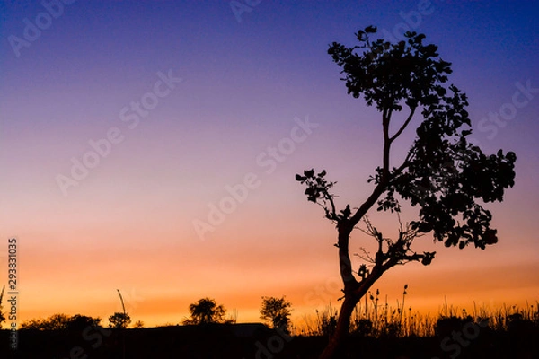 Obraz Dusky silhouette and the tree