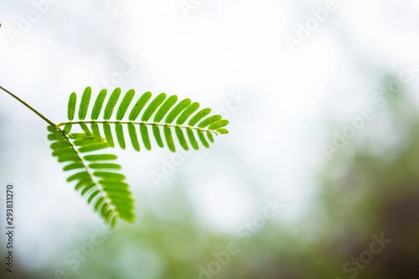 Obraz Tree saplings and green nature