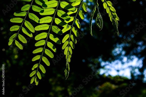 Obraz Tree saplings and green nature
