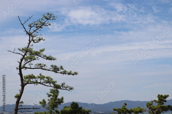 Fototapeta 空と木