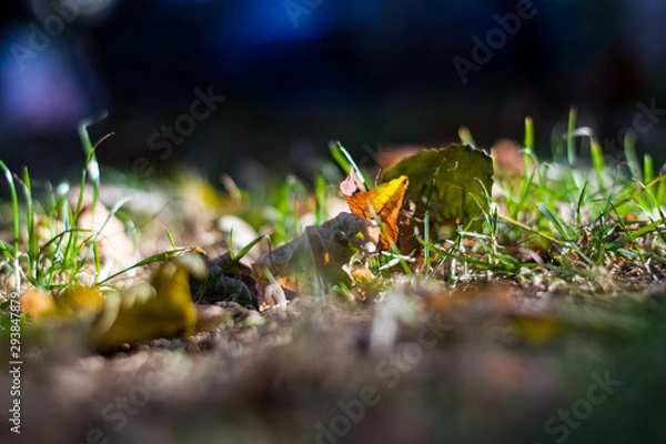 Fototapeta Background or texture of grass and fallen and yellowed leaves in autumn.
