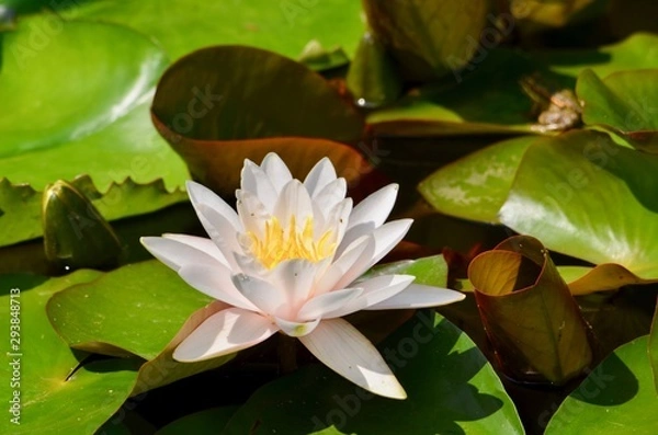 Obraz fleur de nénuphar rose