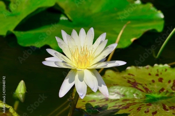 Obraz Fleur de nénuphar blanche