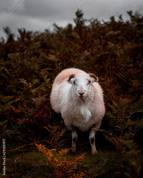 Obraz sheep in field