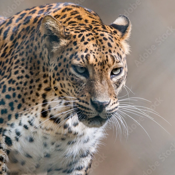 Obraz portrait de panthère tachetée 