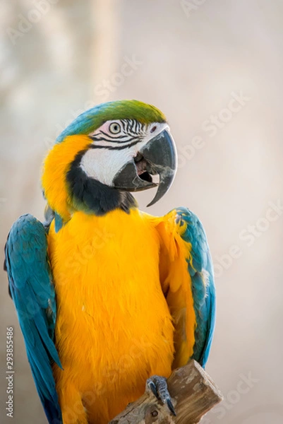 Obraz portrait d'Ara ararauna