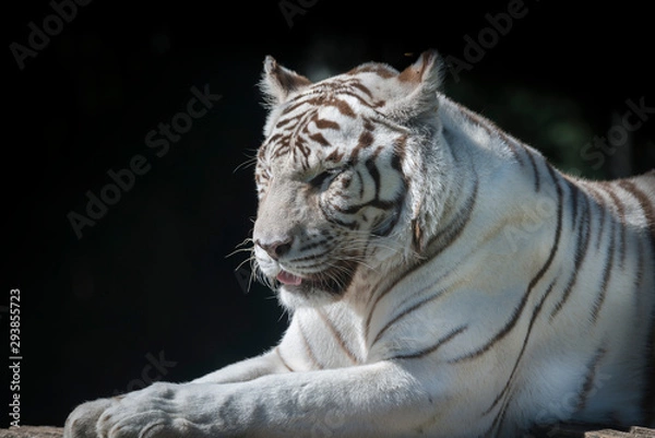 Obraz portrait de tigre blanc