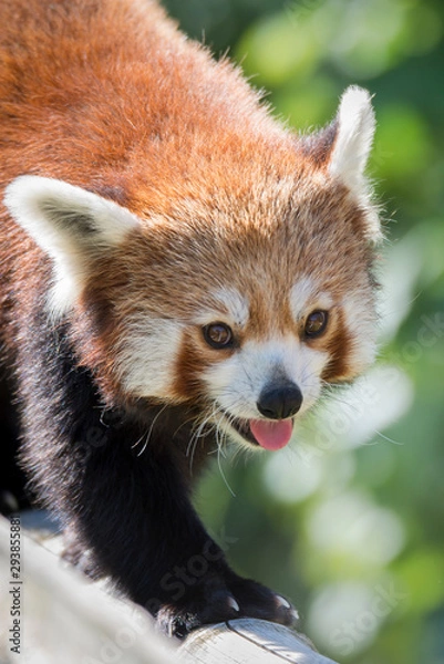 Obraz portrait de panda roux 