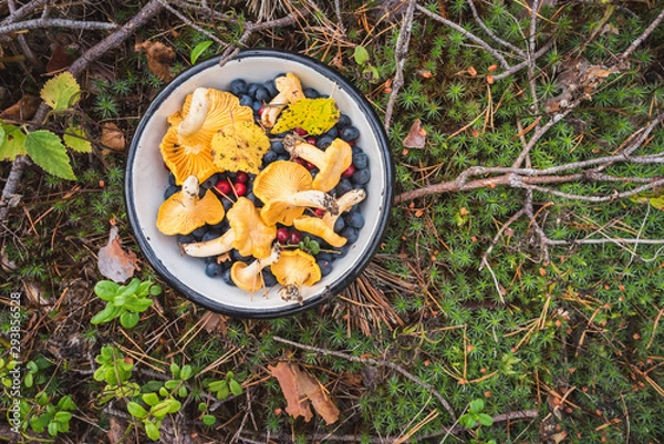 Obraz Chanterelles, wild bilberries (blueberries) and lingonberries in a bowl on the moss with fallen pine tree twigs and needles. Wild berries and mushroom foraging in the Nordic forest.