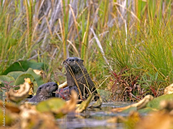 Fototapeta Three River Otter at edge of Lake, watching, curious.