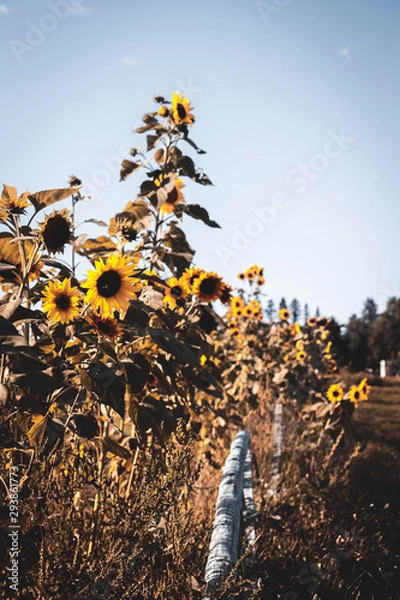 Obraz Sunflowers in the Fall