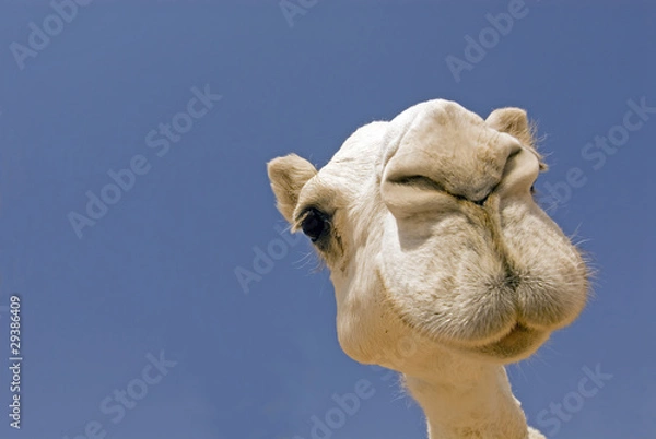 Obraz wielbłąd