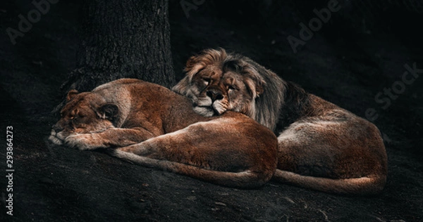 Obraz Sleeping Lions