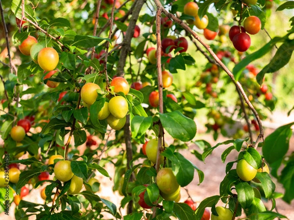 Fototapeta Pretty fruits hanging from the branches of a tree, Maribel Plums, surrounded by green leaves