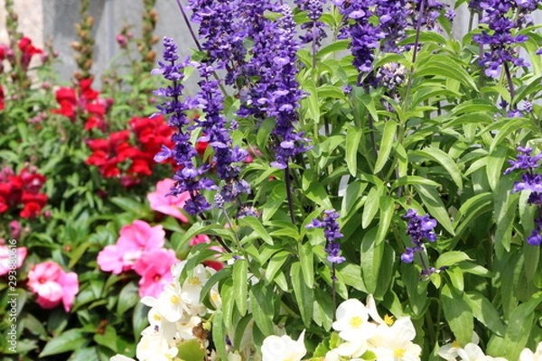 Fototapeta Blauer Gartensalbei in einem bunt-gemischten Blumenbeet im Sommer