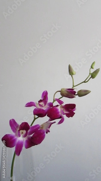 Fototapeta orchidea