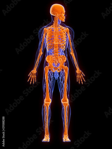 Fototapeta männliche Anatomie