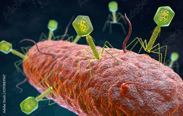 Fototapeta Bacteriophage virus attacking a bacterium