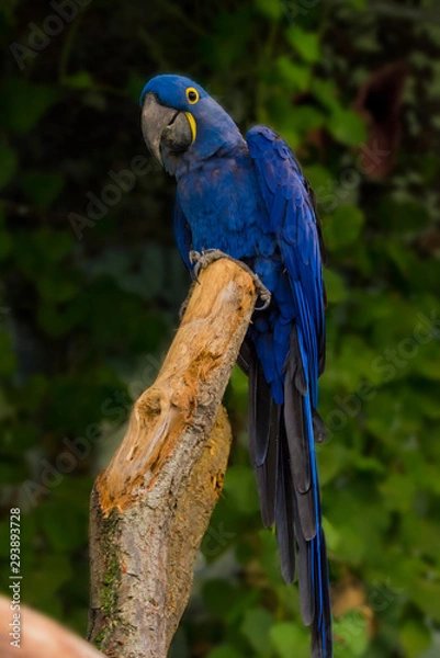 Obraz blue and yellow macaw