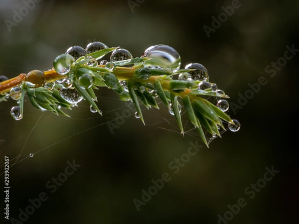 Fototapeta Macro shot of dew drops and spider web sticking to the needles of a spruce