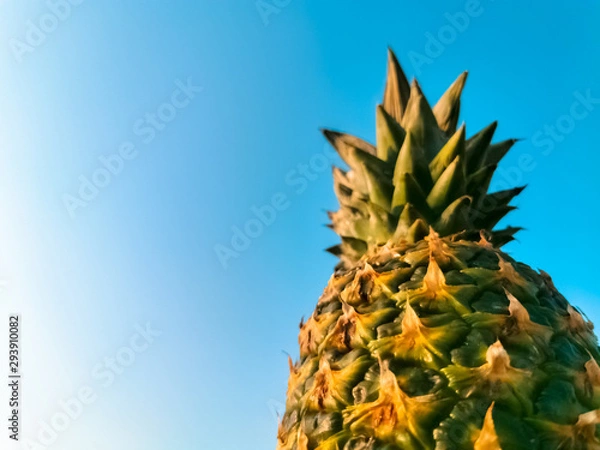 Fototapeta pineapple bottom view blue sky
