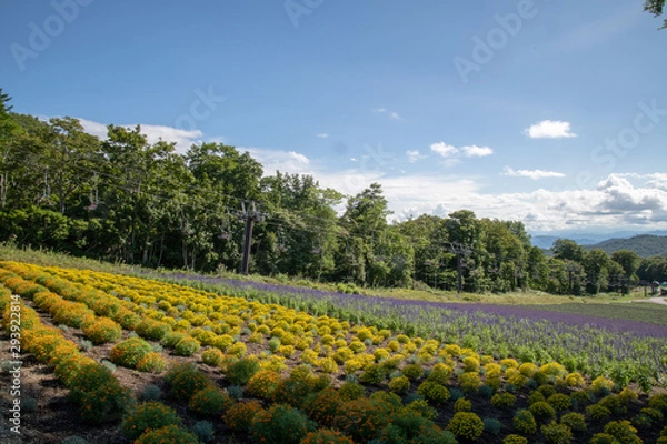 Fototapeta たんばらラベンダーパーク