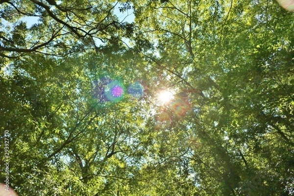 Obraz 森　秋　太陽　風景　杤木