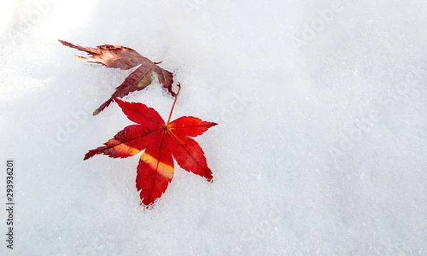Fototapeta Red maple leaves on first winter white and clean snow