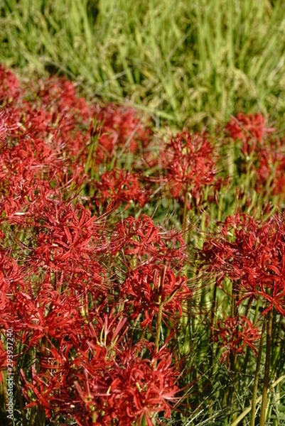 Fototapeta 彼岸花咲く秋のころ