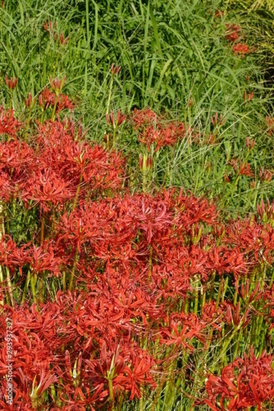 Fototapeta 彼岸花咲く秋のころ