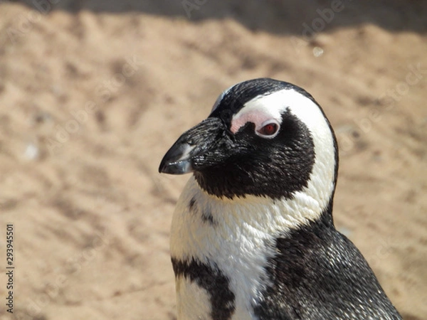 Obraz portrait of a penguin