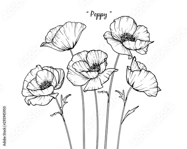 Fototapeta Sketch Kolekcja Botaniki Kwiatowej. Rysunki kwiatów maku. Czarno -biały z sztuką linii na białym tle. Ręcznie rysowane ilustracje botaniczne. Wektor.