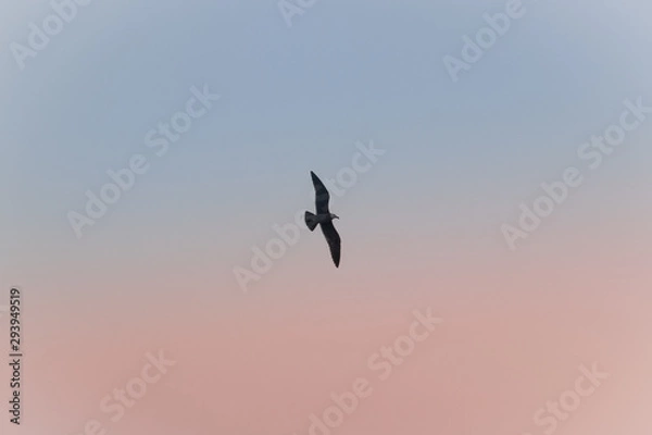 Obraz Bird flying in the sky