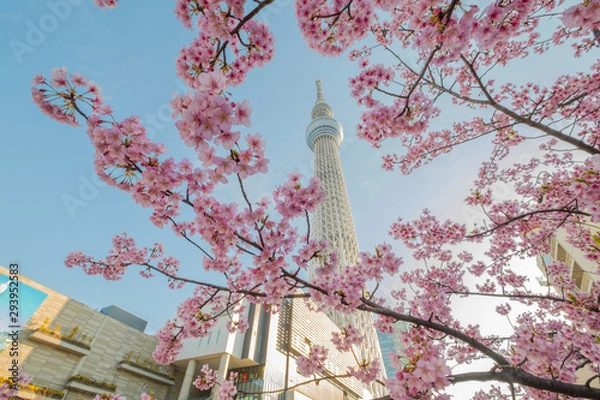 Obraz Tokyo Sky Tree