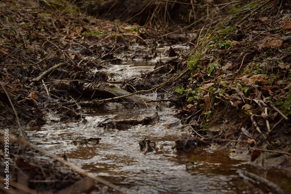 Obraz Brook in forest