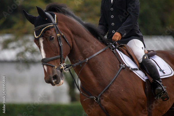 Fototapeta 馬事公苑#6