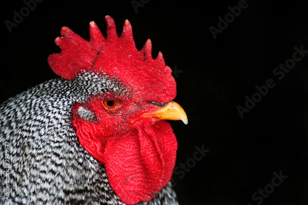 Obraz barred rock rooster 2