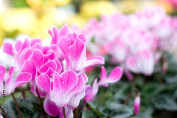 Obraz シクラメンの花