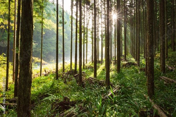 Obraz 林に差し込む朝日